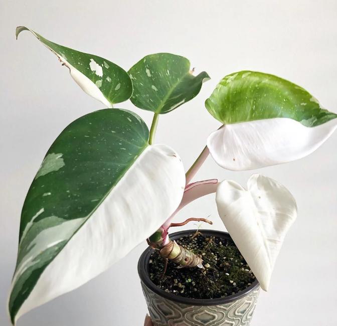 philodendron erubescens green Philodendron erubescens cv. 'White Princess Aurea' (508W04)