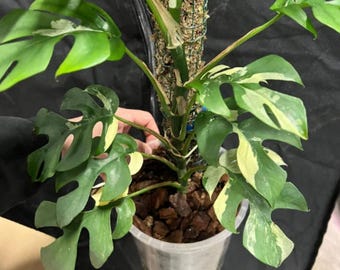 Monstera Minima Variegata Steckling mit weniger Wei - Etsy.de