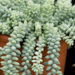 Könnte beinhalten: Nahaufnahme einer hängenden Sukkulentenpflanze, allgemein bekannt als Burro's Tail. Die Pflanze hat kaskadierende Stängel aus prallen, hellgrünen, perlenartigen Blättern. Die Pflanze befindet sich in einem braunen Terrakottatopf.