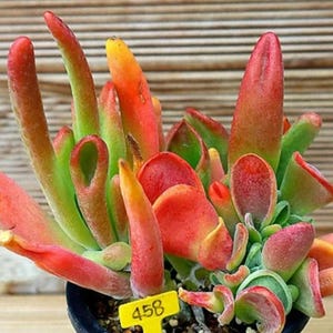 Kalanchoe Luciae Oricula - wunderschöne Sukkulente - Vermehrungsblatt