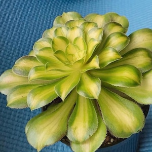 Aeonium Yellow Witch - beautiful succulent - propagation leaf