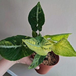 Peut inclure: Une plante Syngonium aux feuilles panachées en forme de flèche, présentant un mélange de motifs vert foncé, vert clair et jaune crème. La plante est placée dans un pot en plastique marron simple rempli de terre et de petits cailloux.