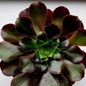 Aeonium Cyclops - beautiful succulent - propagation leaf