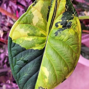 Alocasia Dragon Scale Variegata - Rare Plant - Beautiful Plant