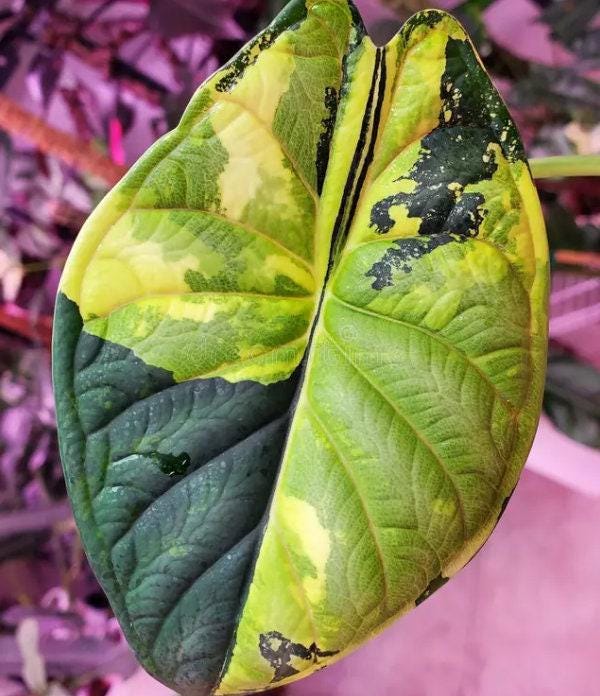 Alocasia melo variegata - Etsy.de