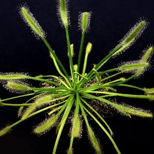 Drosera Capensis Alba - Carnivorous Plants - Drosera Seeds
