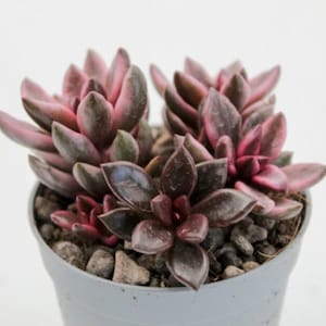 Op de afbeelding: Een vetplant in een pot met donkergroene en roze bladeren. De plant staat in een lichtgrijze pot gevuld met kleine steentjes. De bladeren hebben een kleurovergang van donkergroen naar roze.