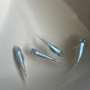 Op de afbeelding: Vier kleine, iriserende blauwe vissen zwemmen in een witte kom. De vissen hebben slanke lichamen en zichtbare ogen. Het water is helder en de kom heeft een glad, reflecterend oppervlak.