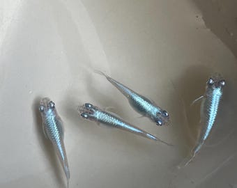 Oeufs de poisson de riz japonais - Bleu Medaka Miyuki