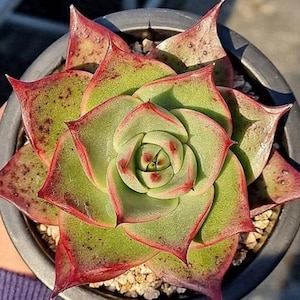 Pode incluir: Uma planta suculenta em close-up em um vaso cinza escuro. A planta tem folhas verdes com bordas e pontas vermelhas. O centro da planta é verde claro com manchas vermelhas. Pequenos seixos de cor clara circundam a base da planta.