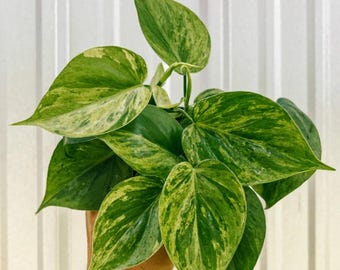 Variegated Philodendron Hederaceum Cutting - Rare Plant