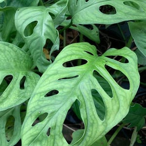 Può includere: Primo piano di una pianta di Monstera Adansonii con più foglie. Le foglie sono di colore verde chiaro e presentano diversi fori di forma ovale. Le foglie hanno una superficie strutturata con venature visibili. La pianta è in un ambiente naturale.