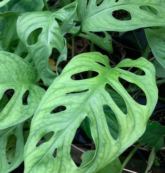 Monstera Adansonii Steckling mit Knoten - Seltene Pflanzenvermehrung - Etsy  sterreich
