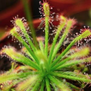 Drosera Neocaledonica - Carnivorous Plants - Drosera Leafs - Propagation Leafs