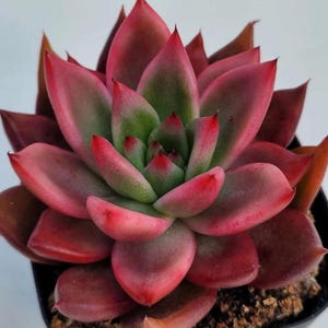 Echeveria Agavoides Frank Reinelt - beautiful succulent - propagation leaf