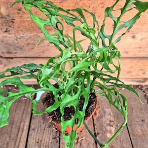 Op de afbeelding: Een Monstera obliqua plant met langwerpige, felgroene bladeren met grote, onregelmatige natuurlijke perforaties. De plant staat in een kleine, ronde, terracotta-kleurige plastic pot gevuld met donkere potgrond en organisch materiaal.