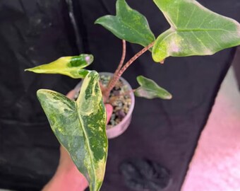 Alocasia Zebrina o pstrych liściach: rzadka roślina tropikalna