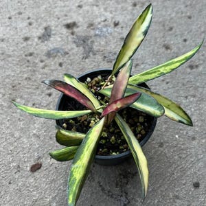 Hoya Wayetti Variegata - vetplant - 1 blad met knoop