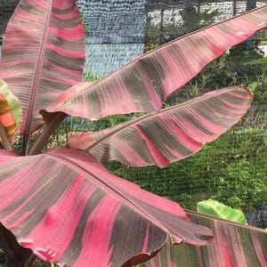 Musa Nono Pink Variegata - Bunte Bananenpflanze - Seltene Pflanze