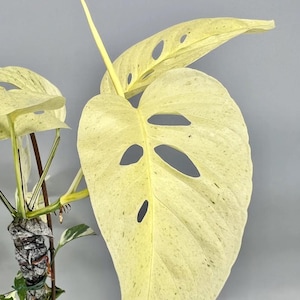 Può includere: Primo piano di una pianta di Monstera con grandi foglie verde chiaro. Le foglie presentano fori irregolari unici e un motivo maculato. Il fusto della pianta è avvolto in un materiale strutturato, su uno sfondo grigio.