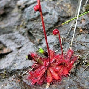 Drosera Montana - Carnivorous Plants - Drosera Leafs - Propagation Leafs