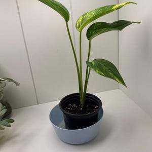 May include: A potted pothos plant with variegated green and yellow heart-shaped leaves. The plant is housed in a black plastic nursery pot, which is placed inside a light blue, round, shallow bowl that serves as a decorative outer container.