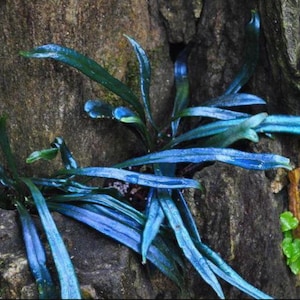 Op de afbeelding: Een plant met lange, slanke, donkerblauwe bladeren die een glanzende, iriserende glans hebben. Het blad groeit in een cluster, waarbij de smalle, puntige bladeren vanuit een centrale basis naar buiten steken tegen een donkerbruine rots.