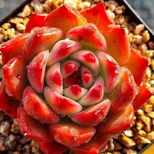 Può includere: Primo piano di una vivace pianta succulenta con foglie carnose dalle punte rosse. Il centro della pianta mostra un mix di tonalità rosa e verdi, con goccioline d'acqua visibili. La succulenta è in un piccolo vaso nero, circondata da piccoli ciottoli marrone chiaro.