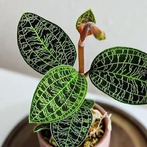 Jewel Orchid Macodes Petola - Rare Plant - Beautiful Plant - Cuttings