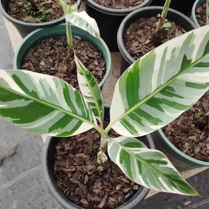 Musa Florida Variegata - bunte Bananenpflanze - Seltene Pflanze