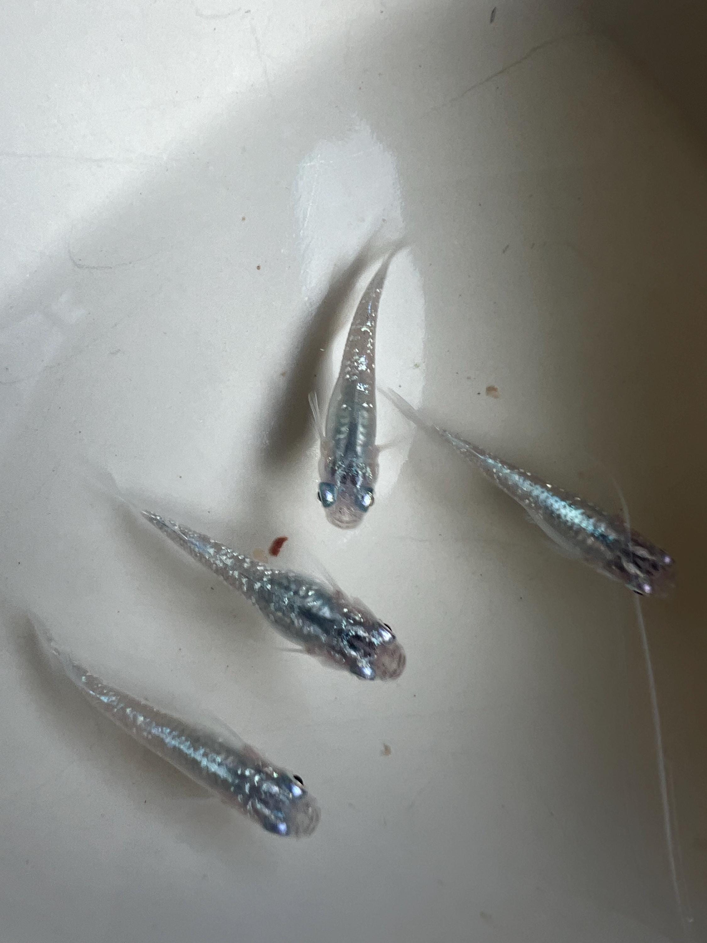Japanese Rice Fish Eggs - Medaka Lame Silver - Etsy UK