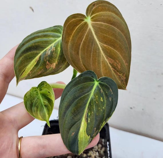 Vielfarbiger Philodendron Melanochrysum Steckling - Seltene Pflanze -  Etsy.de
