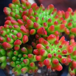 May include: Close-up of a succulent plant with vibrant green stems and red-tipped leaves. The plant has a dense, clustered growth pattern, creating a textured appearance. The colors are bright and eye-catching, showcasing the plant's unique form.