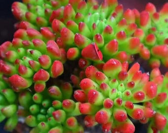 Propagation de feuilles succulentes Touch Me Sedum