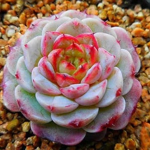 Puede incluir: Primer plano de una planta suculenta con hojas carnosas y en capas. Las hojas transicionan de blanco a verde pálido, bordeadas de rosa y rojo. El centro de la planta tiene un vibrante tono rojo y amarillo. La planta se asienta sobre un lecho de pequeños guijarros coloridos.