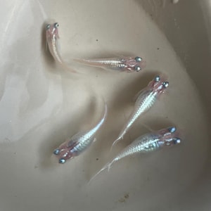 May include: A close-up shot of several small, translucent fish with striking blue eyes. The fish are in a light-coloured bowl, their bodies revealing intricate internal details. The fish are positioned in different ways, some curved and others straight.