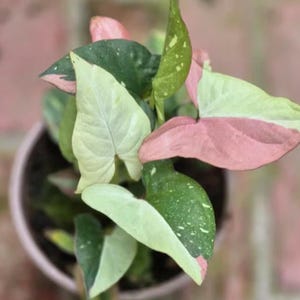 Syngonium Red Spot Tricolor - Rare Plant - Beautiful Plant - Cuttings