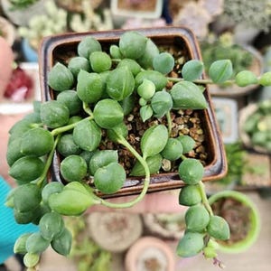 Op de afbeelding: Een String of Pearls vetplant in een vierkante, bruine keramische pot. De plant heeft levendige groene, parelvormige bladeren en hangende stelen. De pot is gevuld met aarde en kleine steentjes.