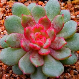 Puede incluir: Primer plano de una planta suculenta con hojas verdes y carnosas bordeadas de rojo. El centro de la planta presenta hojas rojas vibrantes y apretadas. La planta está rodeada de pequeños guijarros marrones.