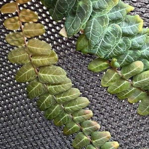 Puede incluir: Una planta rastrera con dos tallos distintos que presentan pequeñas hojas ovaladas. Las hojas muestran un degradado de colores que va desde el verde bosque profundo hasta tonos oliva y verde amarillento más claros, con nervaduras blancas.