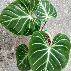 Philodendron gloriosum plant - Etsy.de