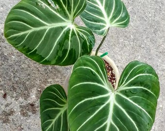 Philodendron Gloriosum Cutting - sällsynt Aroid-växt