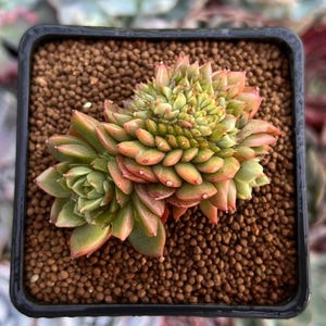 Peut inclure: Une plante succulente aux feuilles vertes et rouge-orangé, disposées en forme de rosette. La plante est dans un pot noir carré rempli de petits cailloux bruns. Les feuilles de la plante ont une surface texturée.