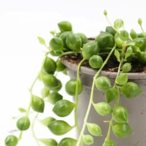 Senecio Rowleyanus Tear Drops - Parelsnoer - Stekken