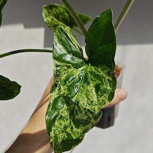 Op de afbeelding: Een Syngonium-plant met pijlvormige bladeren met een bont patroon van donkergroene en helder limoengroene spikkels. Het blad heeft een glanzende textuur en wordt ondersteund door dunne, slanke stengels die uit een kleine plastic pot komen.