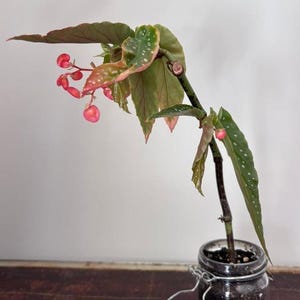Sällsynta arter av Begonia: Begonia Tamaya, stickling med nod, texturerad bladbegonia