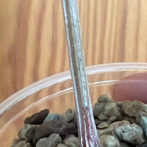 Texturerat bladanthurium: Anthurium Luxurians stickling med nod, sällsynt samlar-aroid
