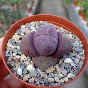 Könnte beinhalten: Nahaufnahme einer Lithops-Pflanze, auch bekannt als Lebender Stein, in einem kleinen Terrakotta-Topf. Die Pflanze hat eine tiefviolette Farbe mit gesprenkelten Markierungen. Der Topf ist mit kleinen Kieselsteinen gefüllt.