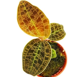Jewel Orchid Macodes Petola Gold - Rare Plant - Beautiful Plant - Cuttings