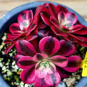 Aeonium Medusa - beautiful succulent - propagation leaf